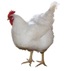 817肉雞苗養(yǎng)殖前景分析