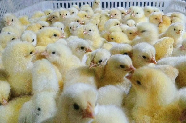 817肉雞苗秋季呼吸道病的免疫和預防